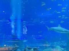 -亚特兰蒂斯•OSSIANO奥西亚诺海底餐厅