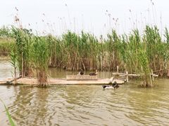 -盐城丹顶鹤湿地生态旅游区