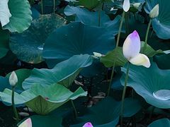 -莲花池公园