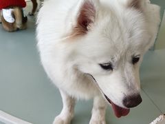 -怪兽屋·羊驼·猫咖·狗咖(俊华广场店)