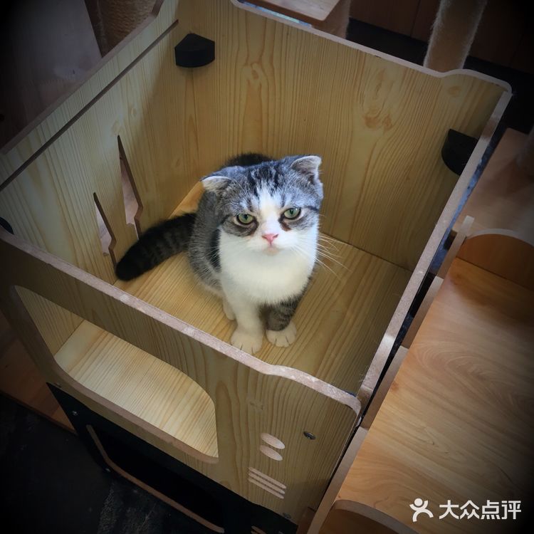 尤其是在自己忙碌一天休息的时候撸个猫解个乏