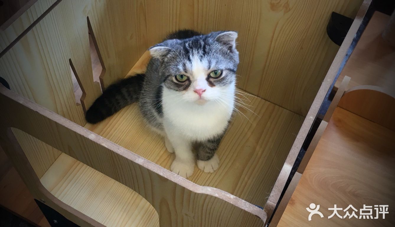 尤其是在自己忙碌一天休息的时候撸个猫解个乏