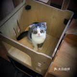 尤其是在自己忙碌一天休息的时候撸个猫解个乏