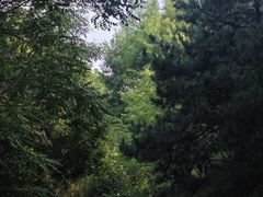 -大兴滨河森林公园