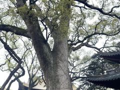 -普陀山慧济禅寺