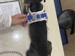 -佩兹宠物医院肿瘤专科·眼科·牙科(黄浦店)