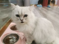 -BABIT巴比特宠物(MOMOPARK店)