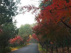 茶田边沿路风景-旺山景区