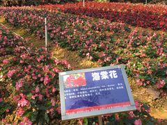 -松山湖梦幻百花洲