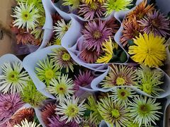 -龙大花卉苗木市场