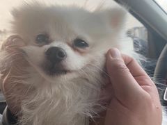 -中农国际动物医院24小时·猫科·骨科·急重症中心