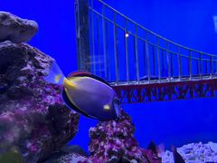 -太平洋海底世界