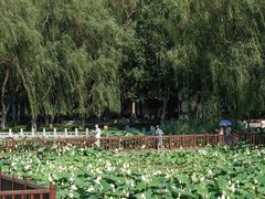 -莲花池公园