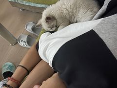 -pd派德宠物中心医院24H急重症·眼科中心·血液透析中心(嵩山北路店)