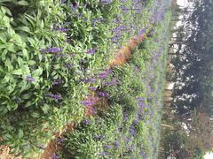iphone_upload_pic-松山湖梦幻百花洲