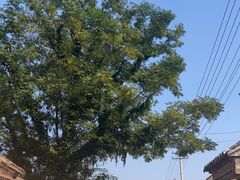 -淄博聊斋城景区
