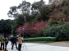 -金鸡山公园