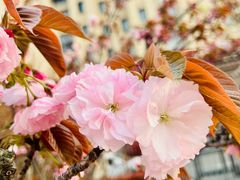 -高东镇樱花园