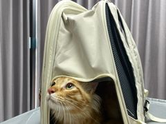 -宠物星动物医院·眼科·异宠·猫科(江南大道总院)