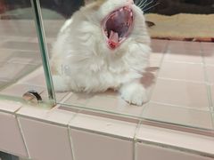 -FAELING PETS美天灵宠物(富力广场店)
