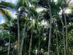 -银湖山郊野公园-相思林