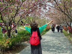 -高东镇樱花园