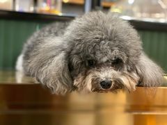 -more than meow吴止猫主题餐厅(承德 中船汇店)