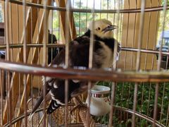 -西双版纳融创皇冠假日度假酒店