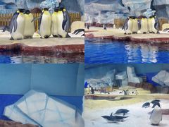 -海合安武汉极地海洋公园