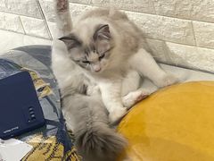 -平行世界·猫咖(首经贸店)