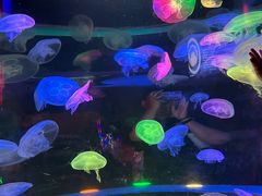 -太平洋海底世界