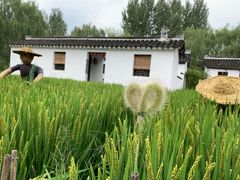 -溱湖国家湿地公园