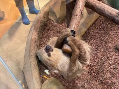 -Mr·Kuma酷么先生雪之乐园