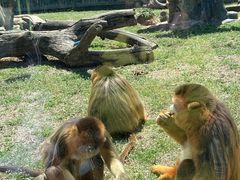 -大连森林动物园