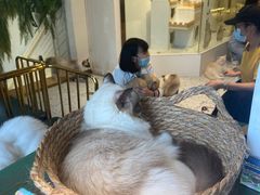 -喵喵咪呀布偶猫咖(春熙路店)