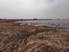-哈素海