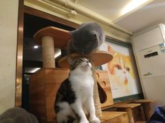 -more than meow吴止猫主题餐厅(承德 中船汇店)