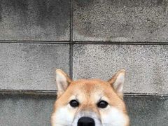 烤羊肉串-新疆巴州金丝特餐厅(大钟寺店)