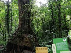 -莫里热带雨林景区