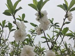 -南国桃园旅游度假区