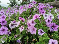 -径山花海