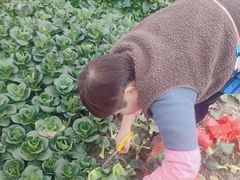 -小鱼草莓采摘园农家乐·小鱼餐厅