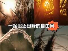 -三圣花乡旅游区