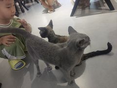 -琪喵猫屋·撸猫猫咖·猫舍