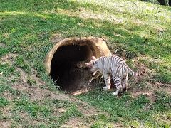 -北京野生动物园