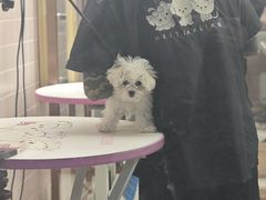 -FAELING PETS美天灵宠物(富力广场店)