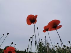 -祥源·阜阳生态乐园