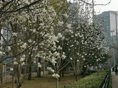 -莲花池公园