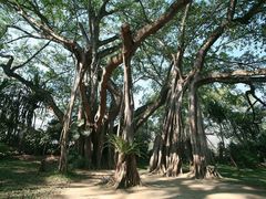 -瑞丽独树成林风景区