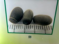 -上海昆虫博物馆